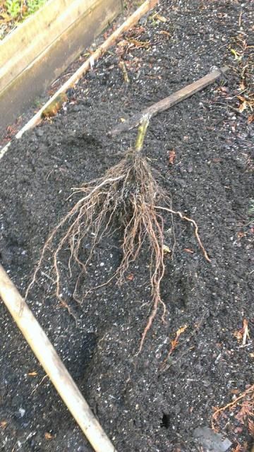  photo An-Noire-1.jpg